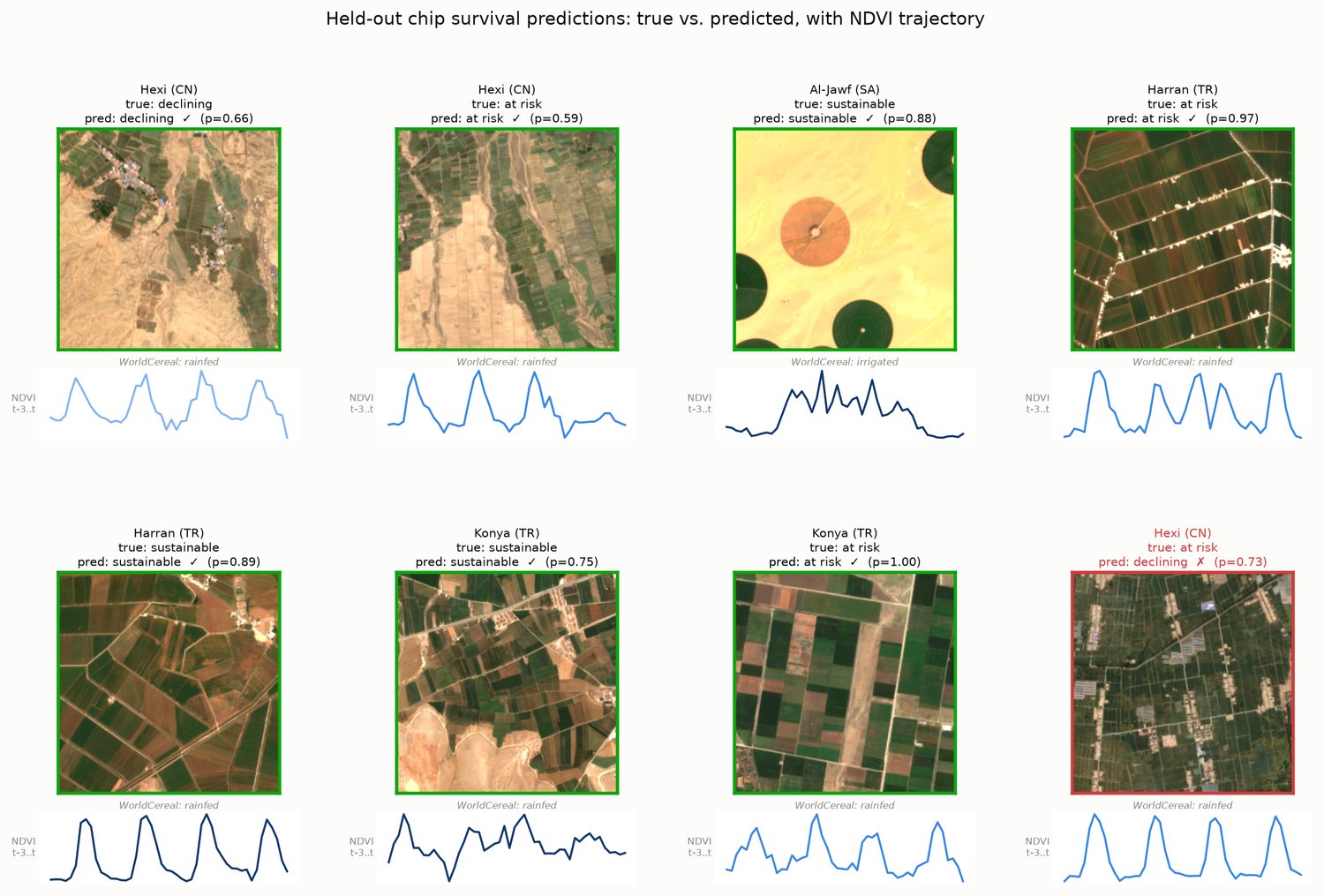 Grid of held-out satellite chips, each with its true-color image, true and predicted survival level, and NDVI trajectory sparkline.